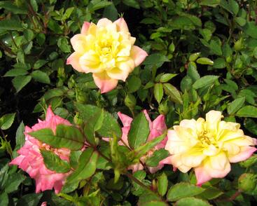 Růže miniaturní 'Tricolor'