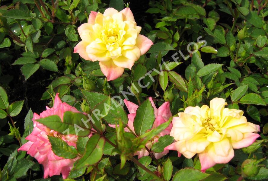 Růže miniaturní 'Tricolor' - Rosa MI 'Tricolor'