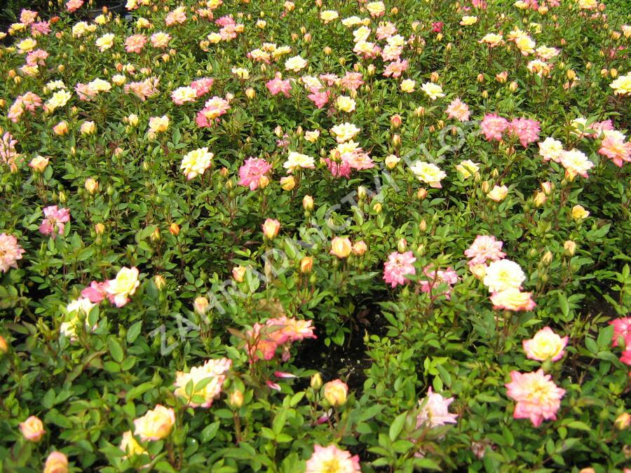 Růže mini 'Tricolor' - Rosa MI 'Tricolor'