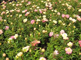 Růže miniaturní 'Tricolor' - Rosa MI 'Tricolor'