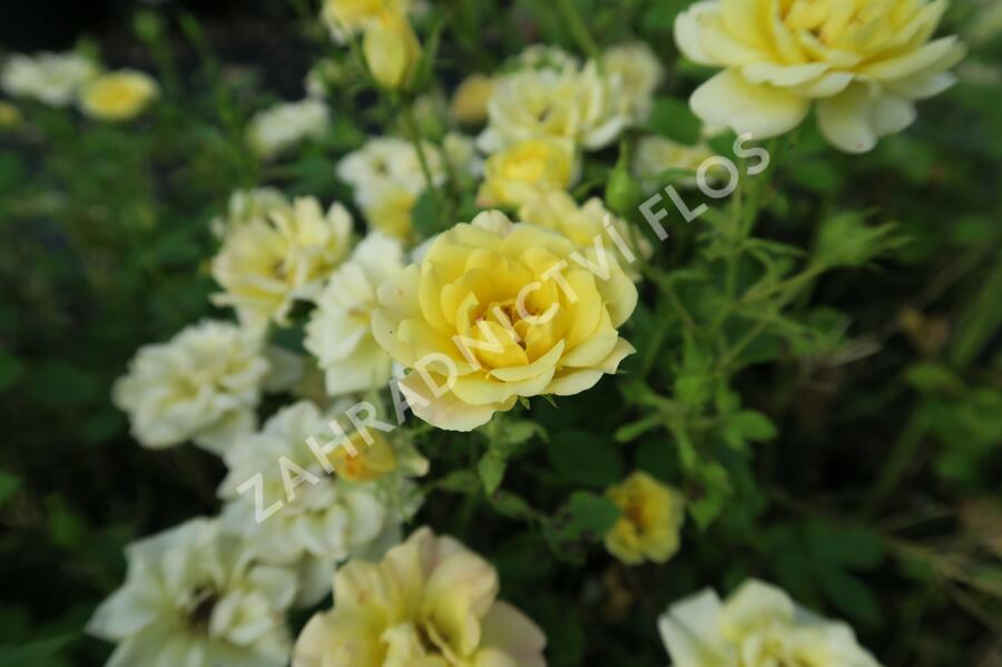 Růže půdopokryvná Poulsen 'Yellow Fairy' - Rosa PK 'Yellow Fairy'