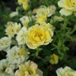 Růže půdopokryvná 'Yellow Fairy' - Rosa PK 'Yellow Fairy'