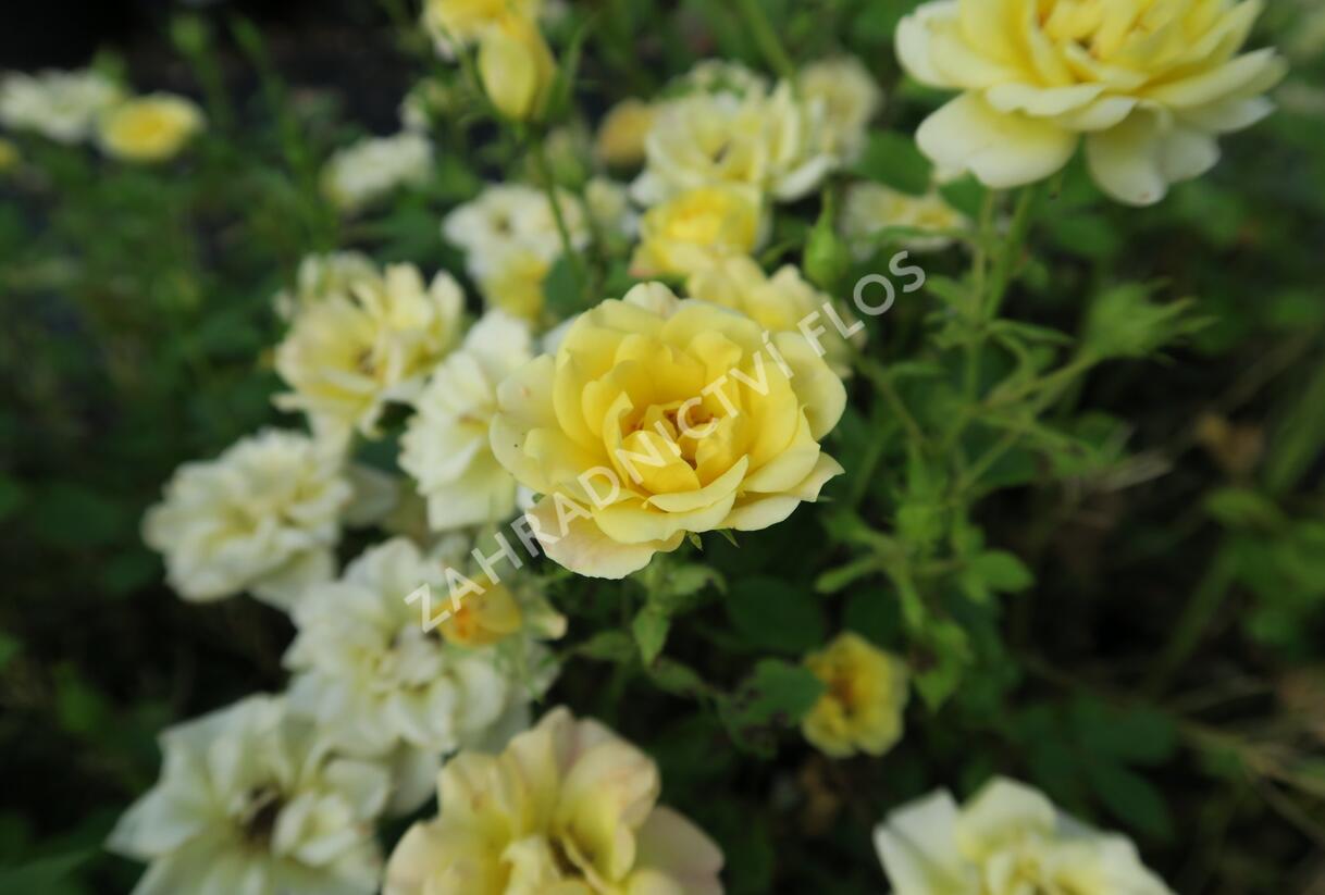 Růže půdopokryvná 'Yellow Fairy' - Rosa PK 'Yellow Fairy'