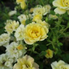 Růže půdopokryvná Poulsen 'Yellow Fairy' - Rosa PK 'Yellow Fairy'