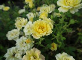 Růže půdopokryvná 'Yellow Fairy' - Rosa PK 'Yellow Fairy'