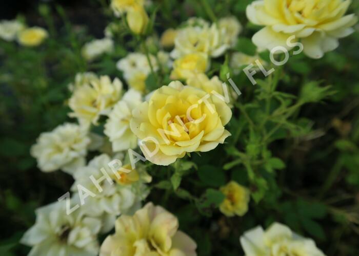 Růže půdopokryvná Poulsen 'Yellow Fairy' - Rosa PK 'Yellow Fairy'
