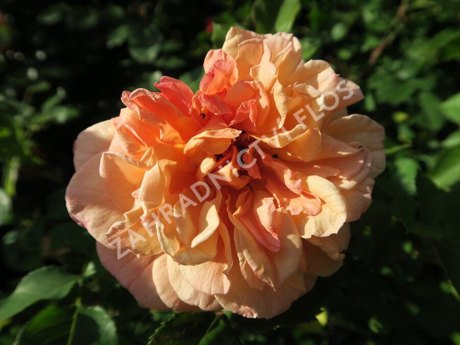Růže pnoucí Kordes 'Aloha' - Rosa PN 'Aloha'