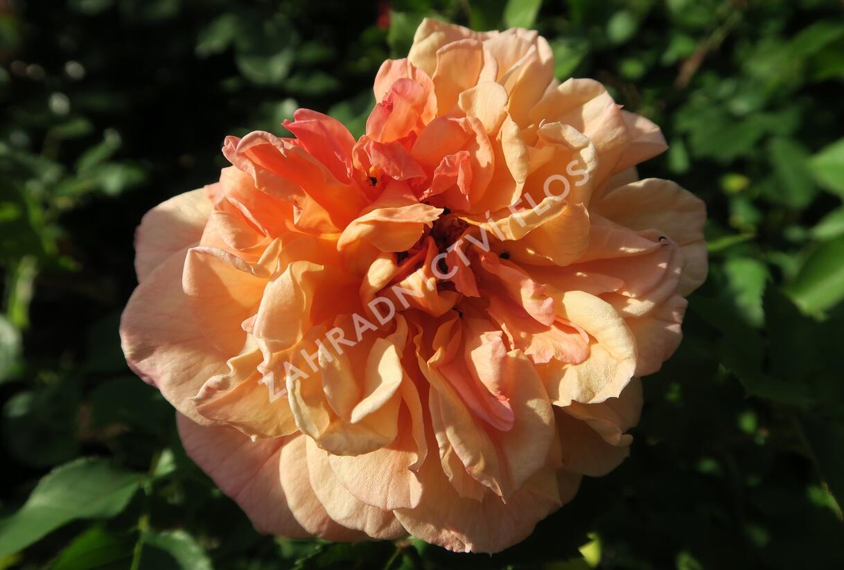 Růže pnoucí Kordes 'Aloha' - Rosa PN 'Aloha'