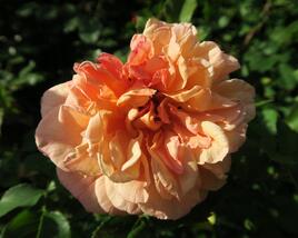 Růže pnoucí Kordes 'Aloha'