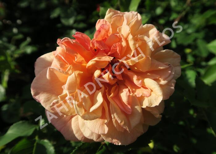 Růže pnoucí Kordes 'Aloha' - Rosa PN 'Aloha'