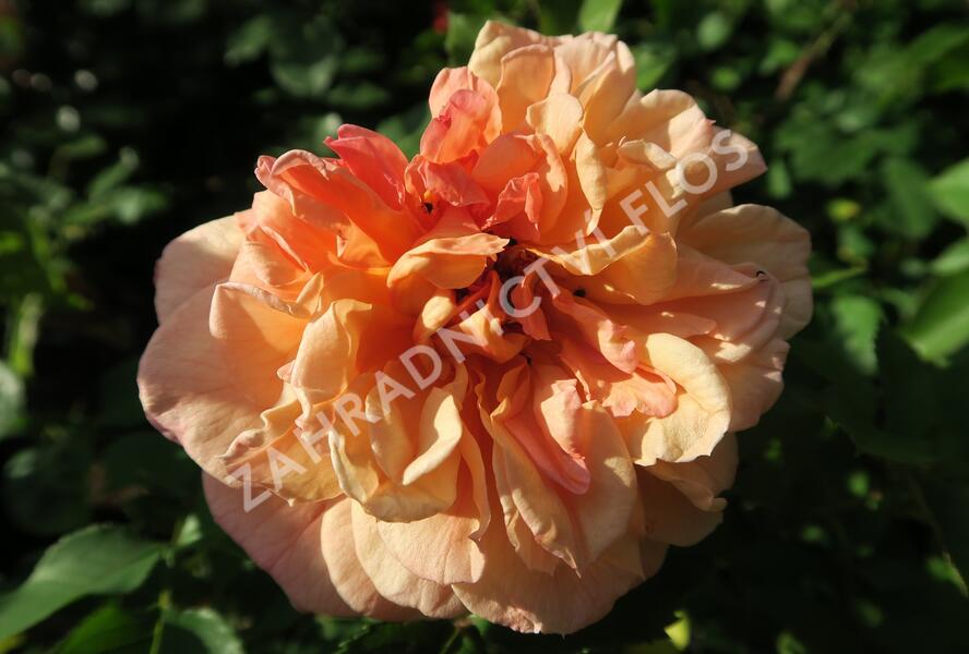 Růže pnoucí Kordes 'Aloha' - Rosa PN 'Aloha'