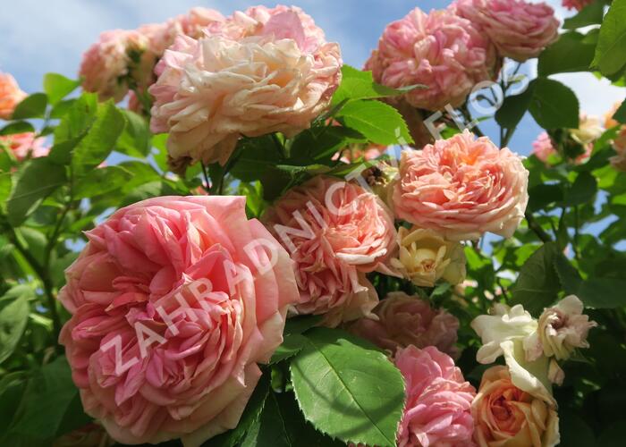 Růže pnoucí 'Alchymist' - Rosa PN 'Alchymist'