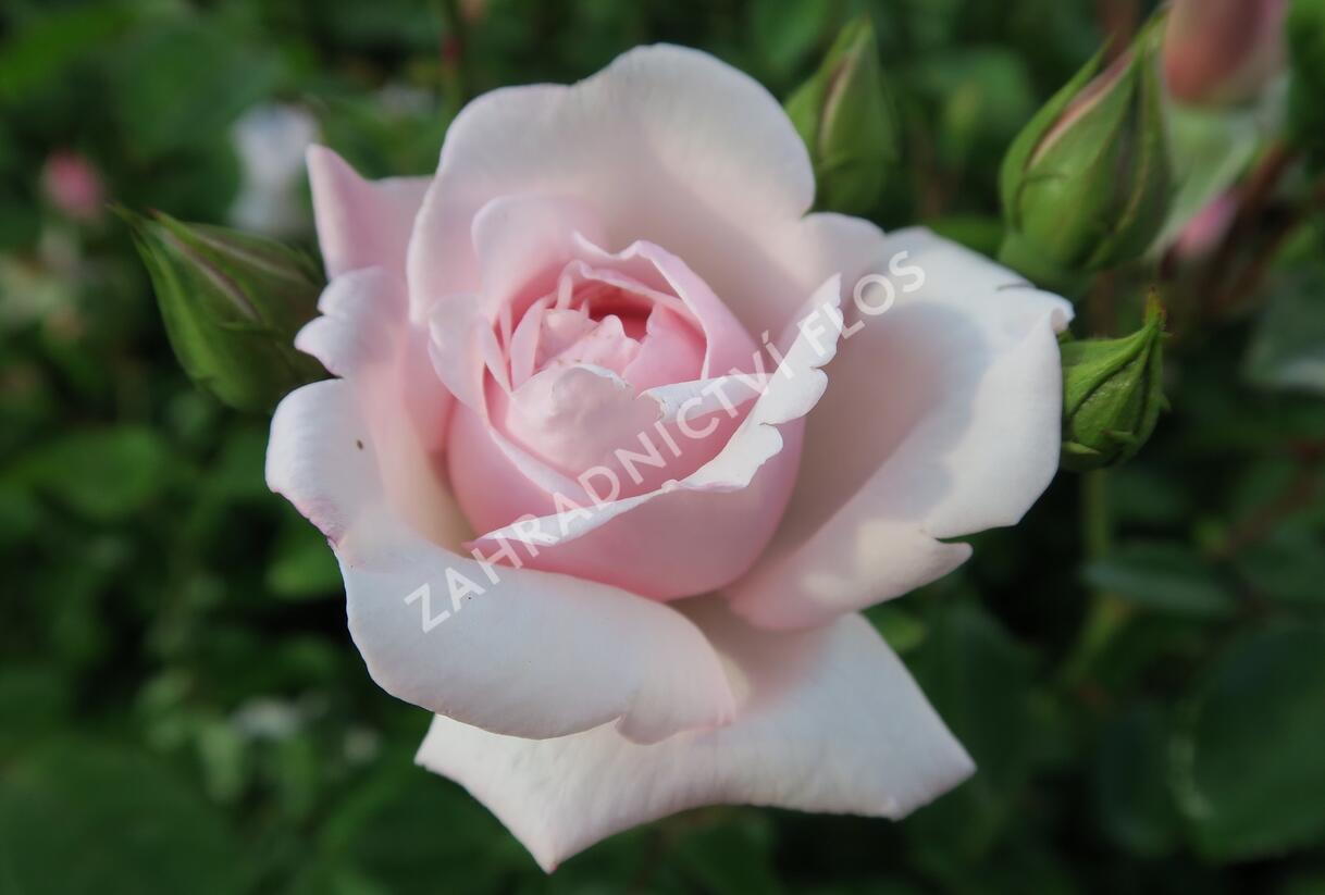 Růže pnoucí 'New Dawn' - Rosa PN 'New Dawn'