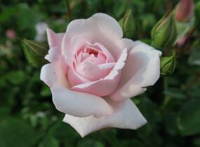 Růže pnoucí 'New Dawn' - Rosa PN 'New Dawn'