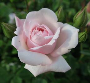 Růže pnoucí 'New Dawn' - Rosa PN 'New Dawn'