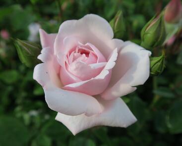 Růže pnoucí 'New Dawn'