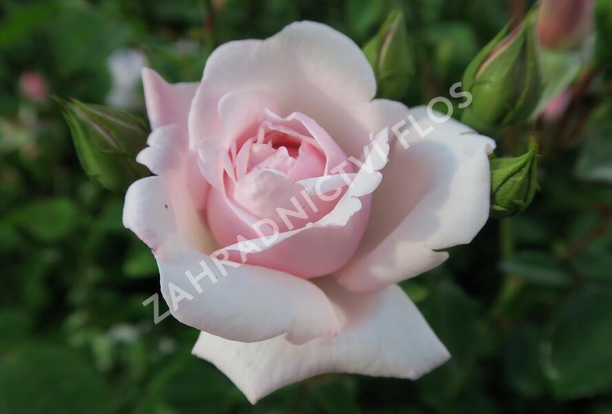 Růže pnoucí 'New Dawn' - Rosa PN 'New Dawn'
