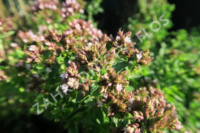 Oregano (Dobromysl) obecné 'Diabolo' - Origanum vulgare 'Diabolo'