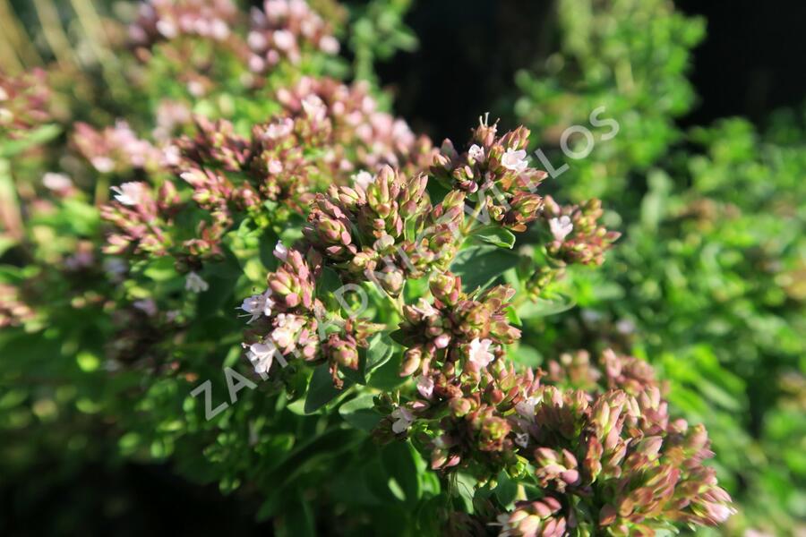 Oregano (Dobromysl) obecné 'Diabolo' - Origanum vulgare 'Diabolo'