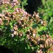 Oregano (Dobromysl) obecné 'Diabolo' - Origanum vulgare 'Diabolo'