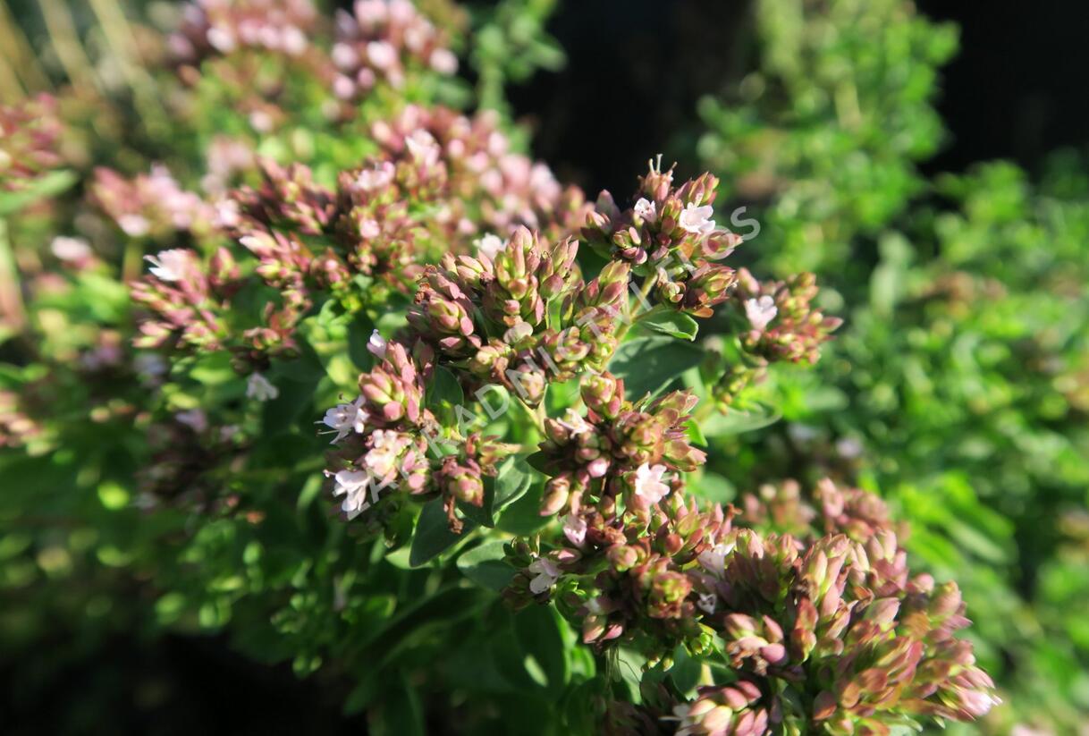 Oregano obecné, dobromysl 'Diabolo' - Origanum vulgare 'Diabolo'