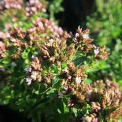 Oregano (Dobromysl) obecné 'Diabolo' - Origanum vulgare 'Diabolo'