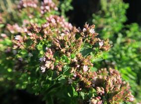 Oregano obecné, dobromysl 'Diabolo' - Origanum vulgare 'Diabolo'