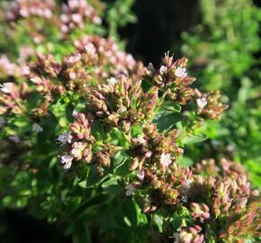 Oregano (Dobromysl) obecné 'Diabolo' - Origanum vulgare 'Diabolo'