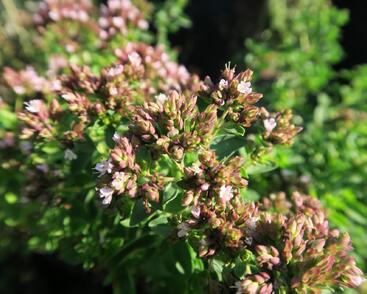 Oregano obecné, dobromysl 'Diabolo'