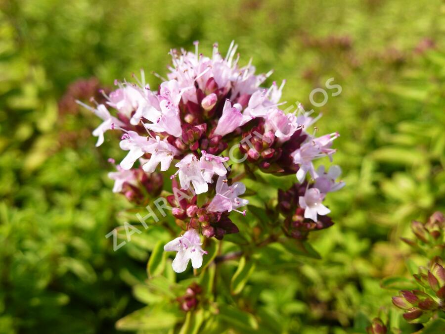 Oregano (Dobromysl) obecné 'Diabolo' - Origanum vulgare 'Diabolo'
