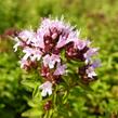 Oregano (Dobromysl) obecné 'Diabolo' - Origanum vulgare 'Diabolo'