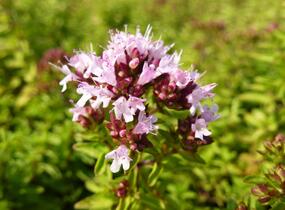 Oregano obecné, dobromysl 'Diabolo' - Origanum vulgare 'Diabolo'