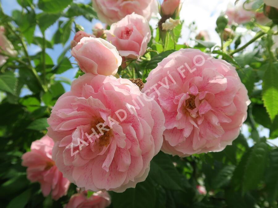 Růže pnoucí 'Kir Royal' - Rosa PN 'Kir Royal'