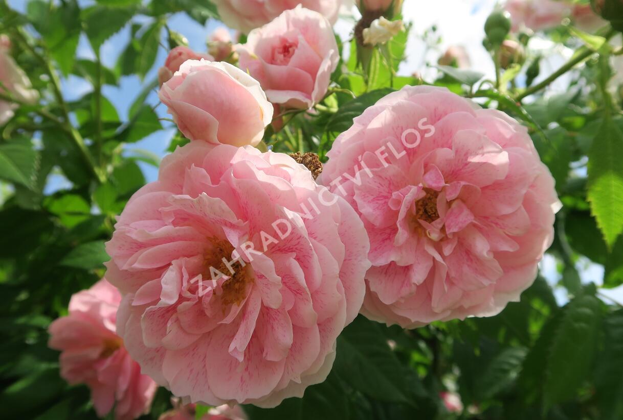 Růže pnoucí 'Kir Royal' - Rosa PN 'Kir Royal'