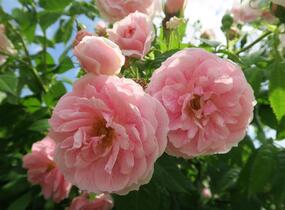 Růže pnoucí 'Kir Royal' - Rosa PN 'Kir Royal'