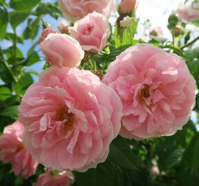 Růže pnoucí 'Kir Royal' - Rosa PN 'Kir Royal'