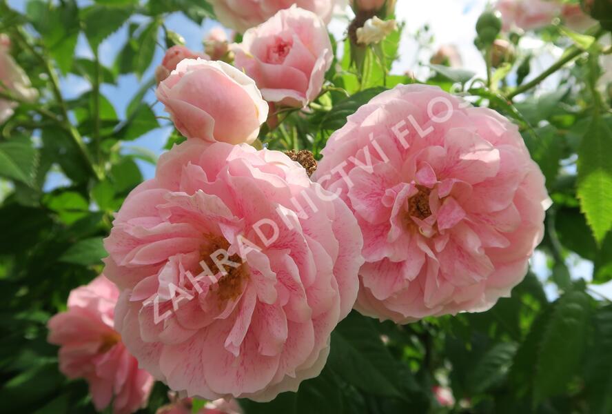 Růže pnoucí 'Kir Royal' - Rosa PN 'Kir Royal'