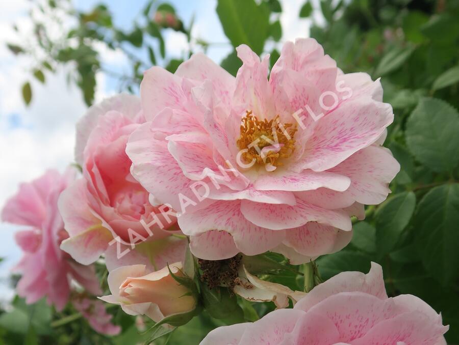 Růže pnoucí 'Kir Royal' - Rosa PN 'Kir Royal'