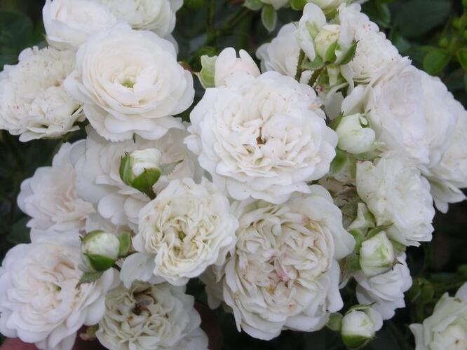 Růže půdopokryvná 'White Fairy' - Rosa PK 'White Fairy'