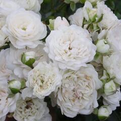 Růže půdopokryvná 'White Fairy' - Rosa PK 'White Fairy'