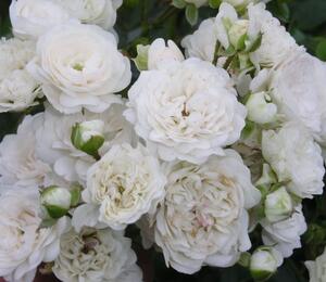 Růže půdopokryvná 'White Fairy' - Rosa PK 'White Fairy'