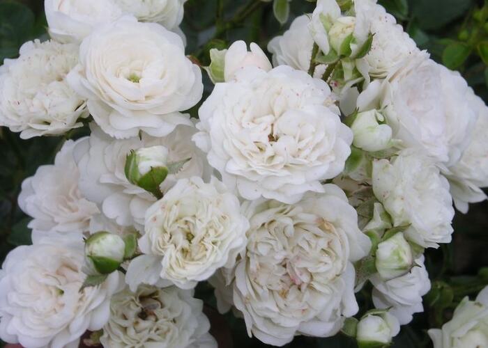 Růže půdopokryvná 'White Fairy' - Rosa PK 'White Fairy'