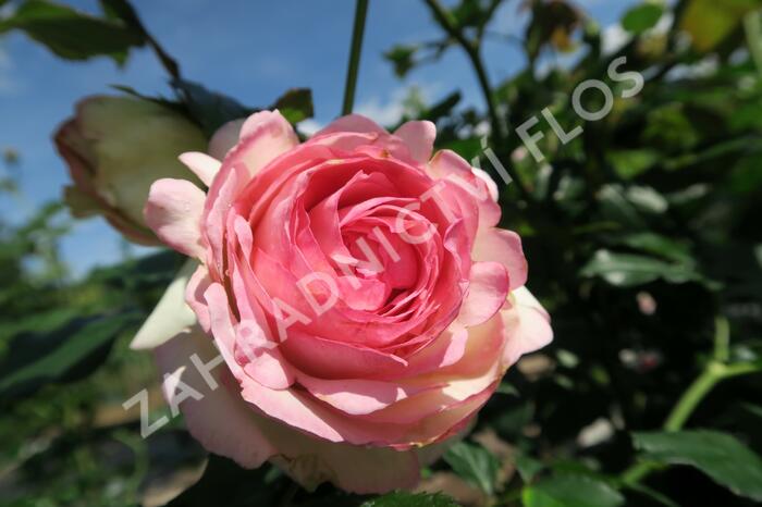 Růže pnoucí Meilland 'Eden Rose' - Rosa PN 'Eden Rose'