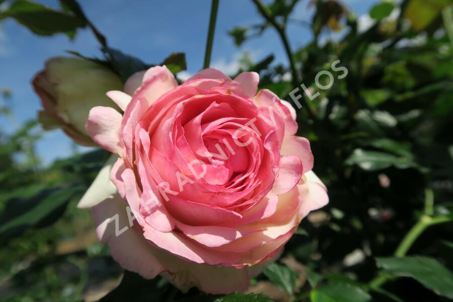 Růže pnoucí Meilland 'Eden Rose' - Rosa PN 'Eden Rose'