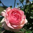 Růže pnoucí Meilland 'Eden Rose' - Rosa PN 'Eden Rose'