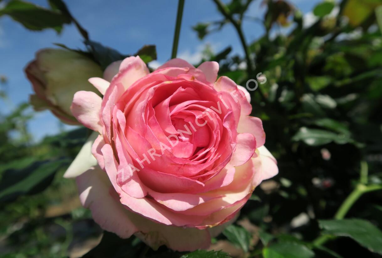 Růže pnoucí Meilland 'Eden Rose' - Rosa PN 'Eden Rose'
