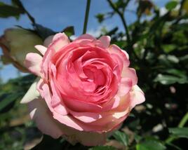 Růže pnoucí Meilland 'Eden Rose'