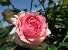 Růže pnoucí Meilland 'Eden Rose' - Rosa PN 'Eden Rose'