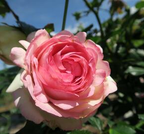 Růže pnoucí Meilland 'Eden Rose' - Rosa PN 'Eden Rose'
