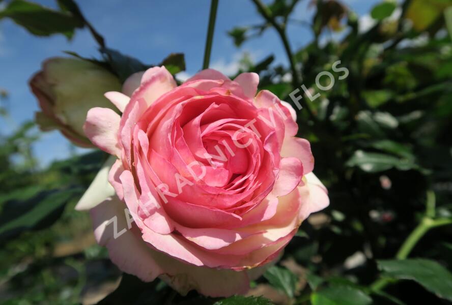 Růže pnoucí Meilland 'Eden Rose' - Rosa PN 'Eden Rose'